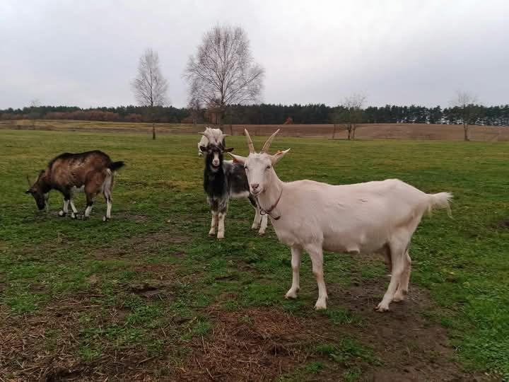 Kozie mleko ... Mleko prosto od kozy