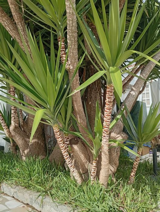Planta yucas 2 metros