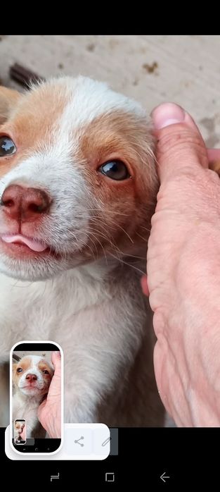 Цуцики 1,5 міс будуть невеличкими