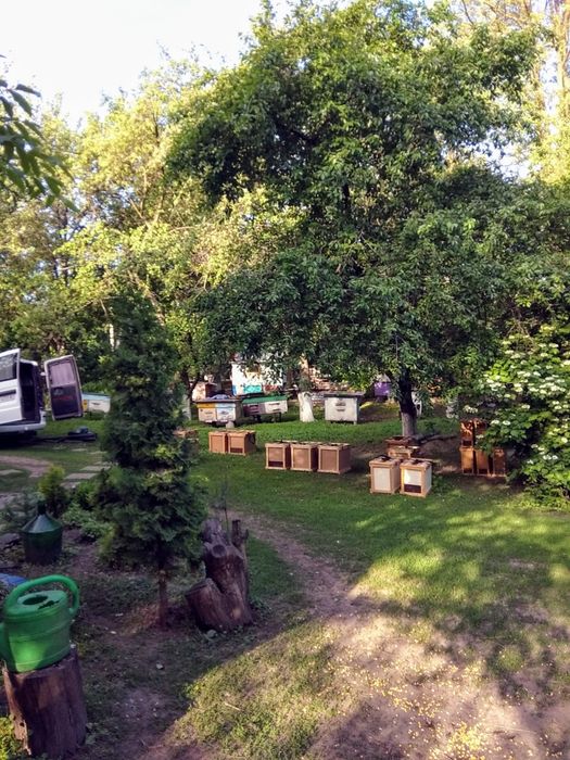 Продам бджолосім'ї та пакети