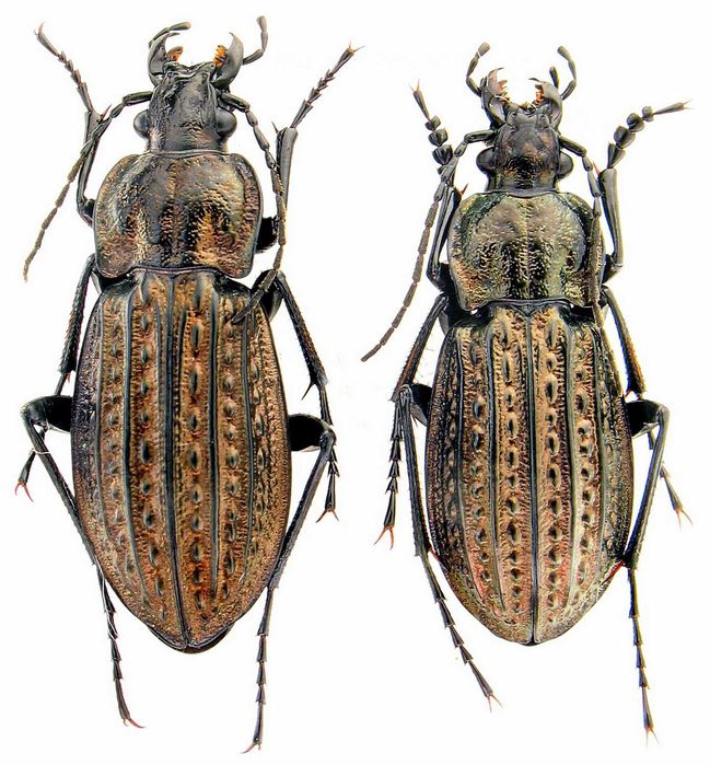 Турун Менергеймі коллекция насекомые комахи, жуки, ентомологія