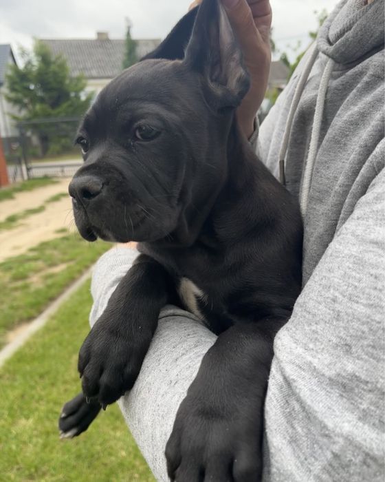 Cane Corso suczka
