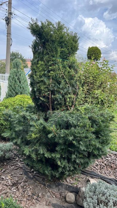 Обрізка плодових, фруктових дерев, обробка дерев, догляд за кущами