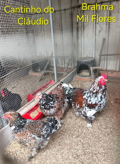 Ovos galados de galinhas de raça pura