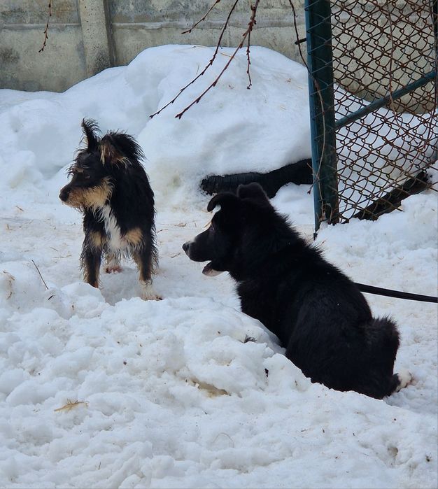 Песик в добрі руки
