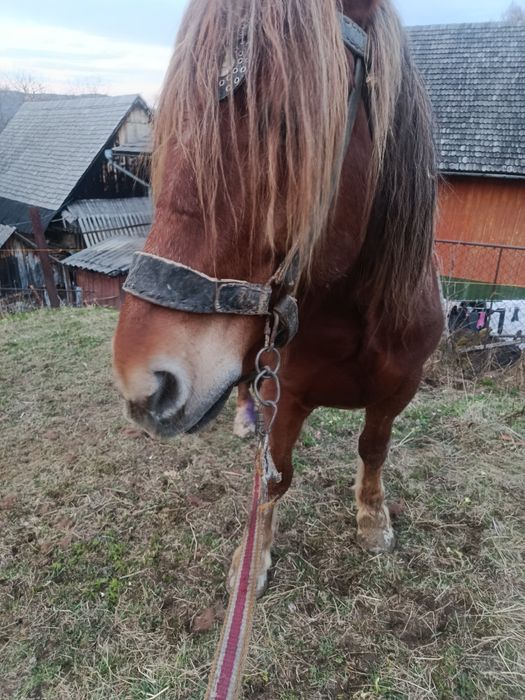 Продається кінь..