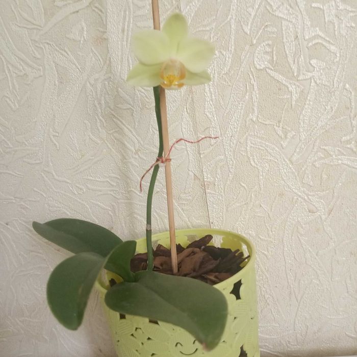 Орхидея фаленопсис