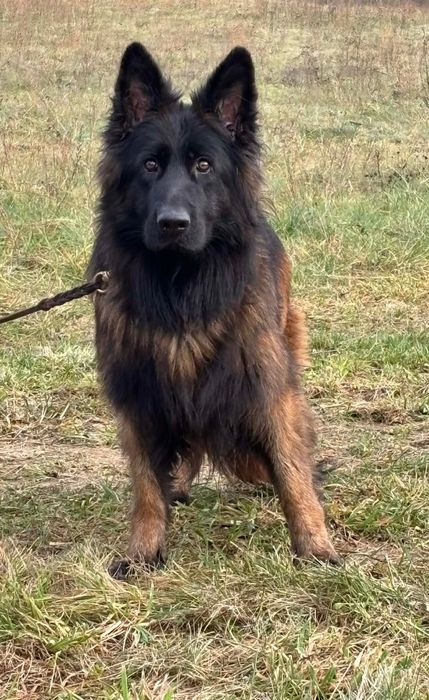 Owczarek niemiecki długowłosy