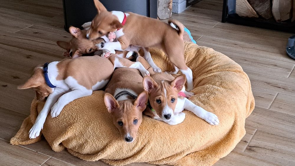 Basenji szczenię rudo-białe