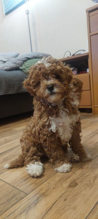 Suczka Cavapoo Red