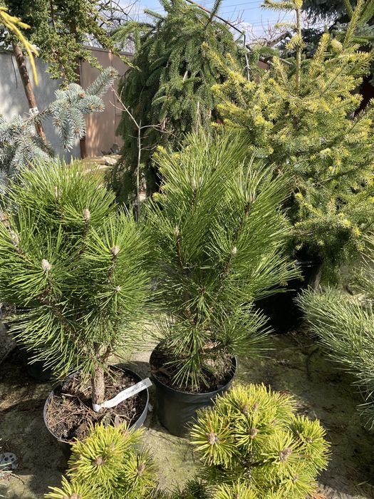 Сосни,ялини,ялівці