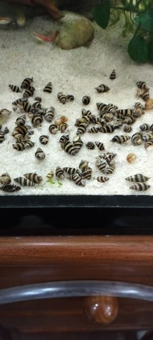 Caracol de água doce Helena