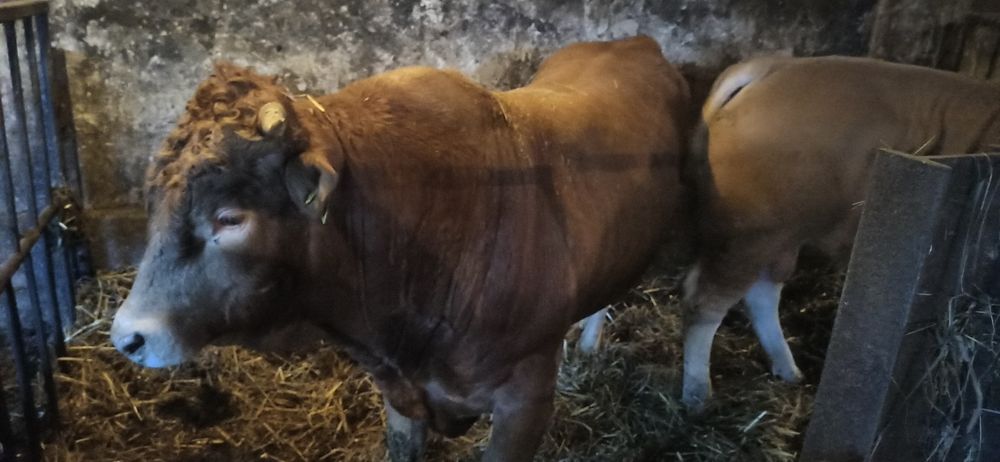 Byki Blond x Limousine