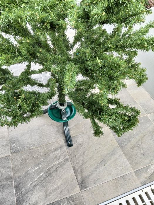 Pinheiro de natal
