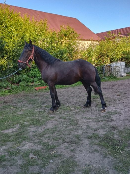 Sprzedam klacz + źrebaki ogierki 4 szt,roczniaki.
