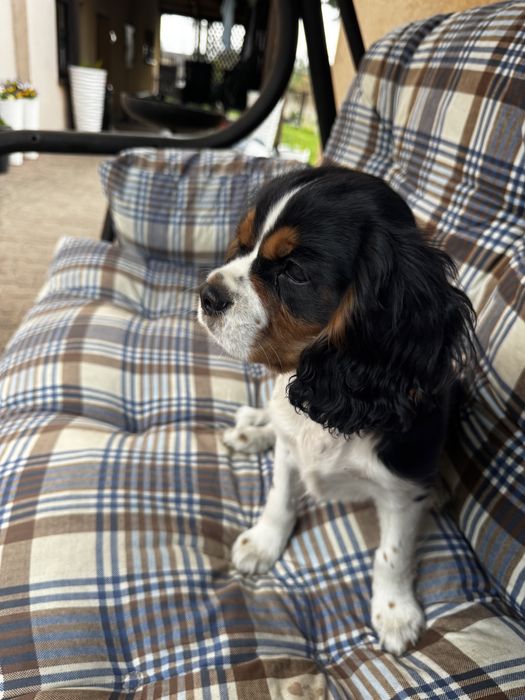 Cavalier king charles spaniel