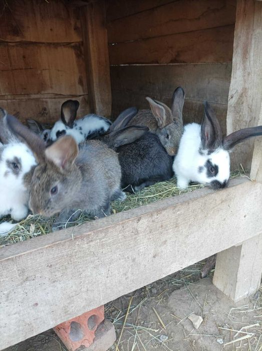 młode króliki zapraszam