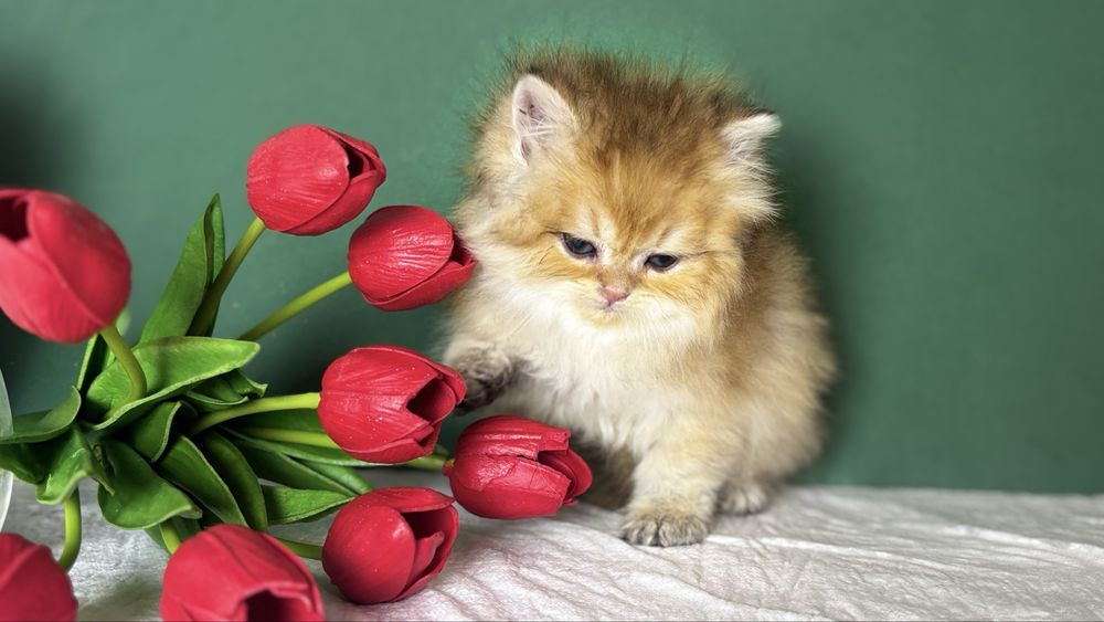 Котик золотої шиншили