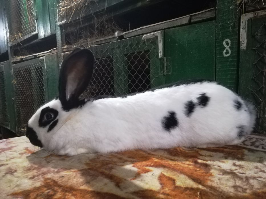 Німецький строкатий велетень (строкач)