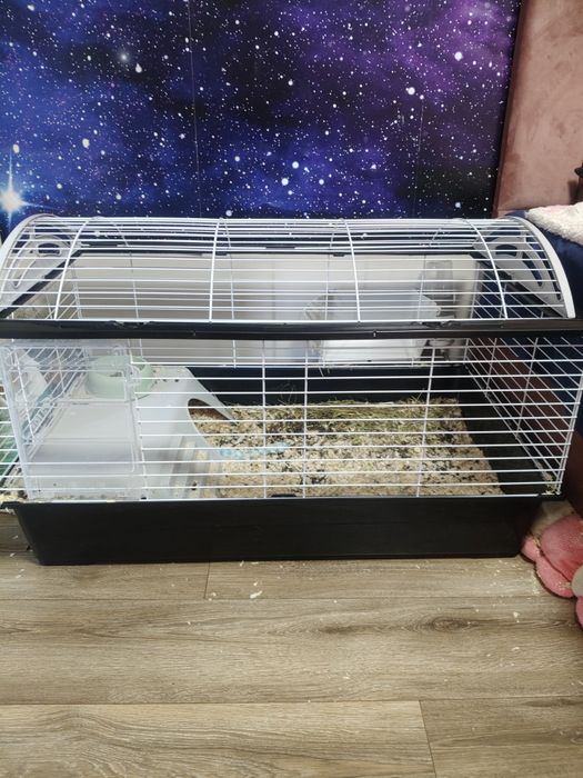 Mini Lop królik 5 m-cy klatka