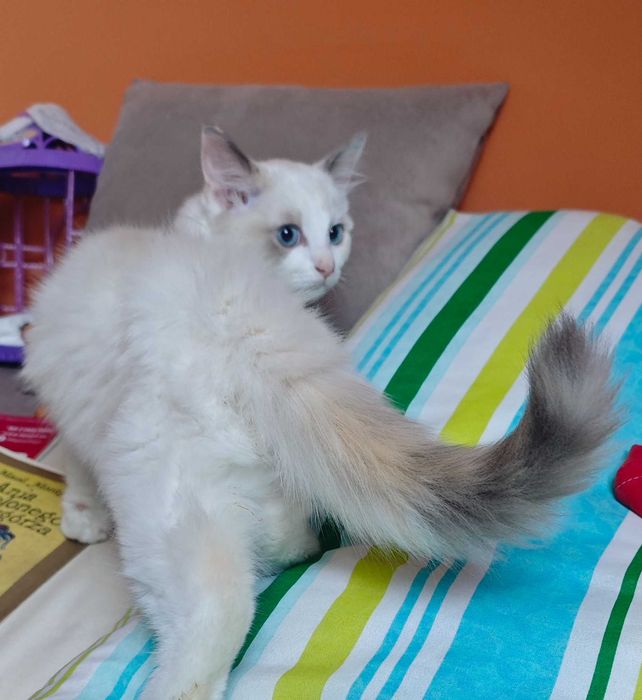 Ragdoll Śliczne kocięta z rodowodem