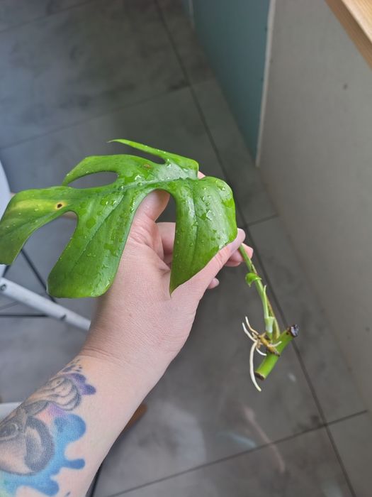 Monstera Minima gotowa sadzonka
