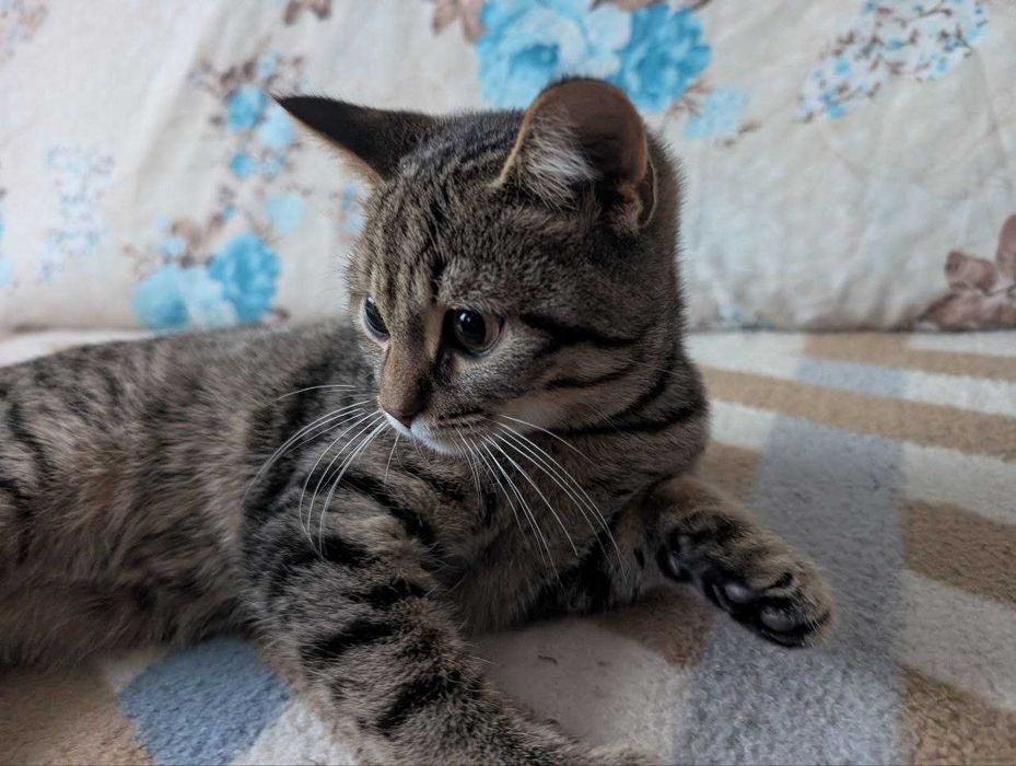 Дівчинка та хлопчик котики у добрі руки