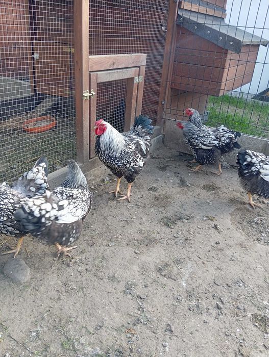 Jajka lęgowe wyandotte srebnołuskowane Kochin olbrzymi silki