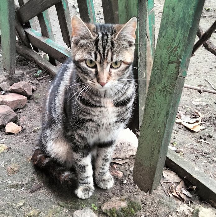 Кицюня шукає дім та любов!