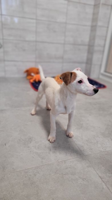 Jack Russell Terrier Szczeniak  Biało Brązowa Suczka
