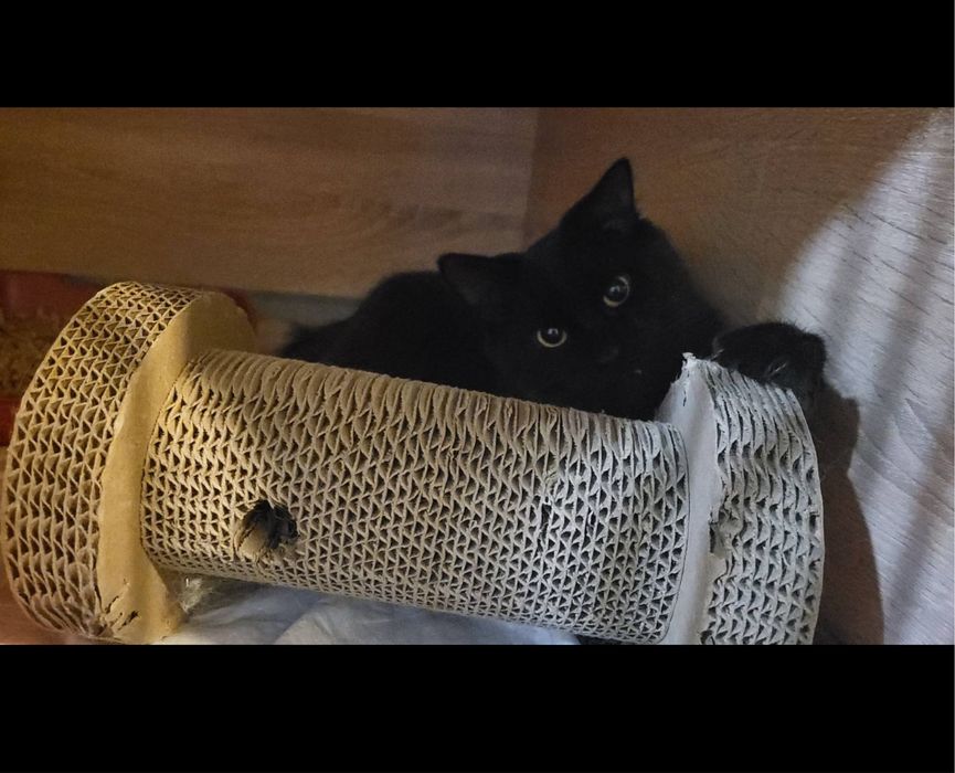 Дуже гарна і розумна киця в добрі руки!