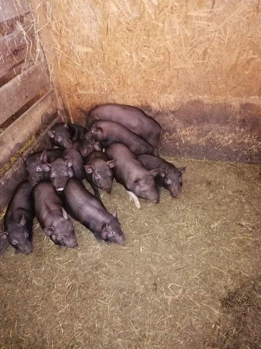 Вьетнамские поросята