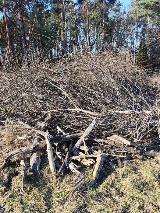 Gałęzie z wycinki chrust za darmo drewno