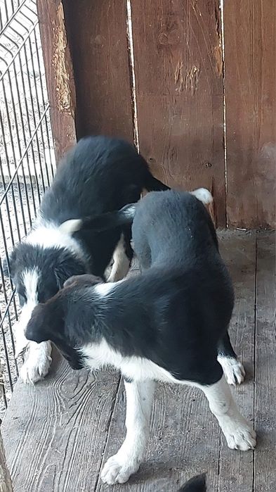 Piesek Border collie