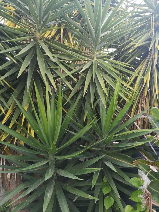 Planta ornamental Fiteira