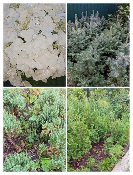 ЯЛИНА блакитна колюча Туя смарагд  туя колумна, сосна недорого