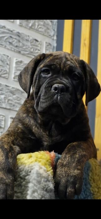 Кане корсо девочки