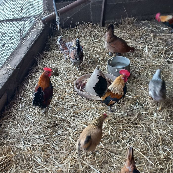 Продам Курей Бентамок