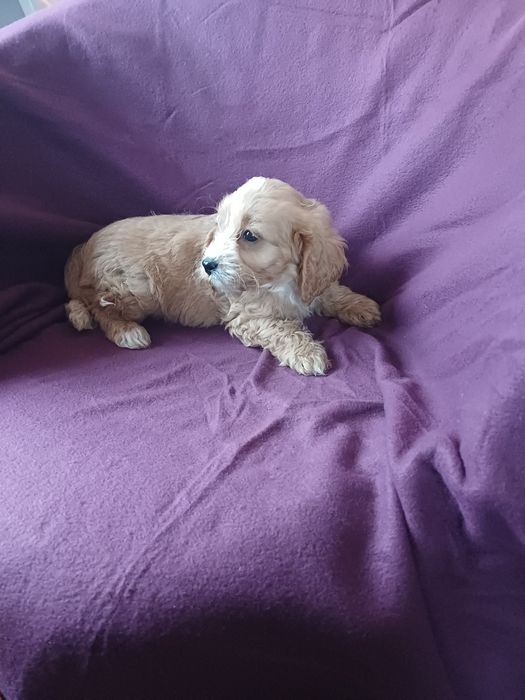 Cavapoo F1 B cudeńko