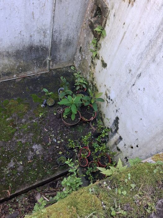 Arvores de fruto e sementes de horticolase de arvores de fruto açores
