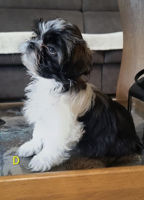 Suczka Shih Tzu szczeniak
