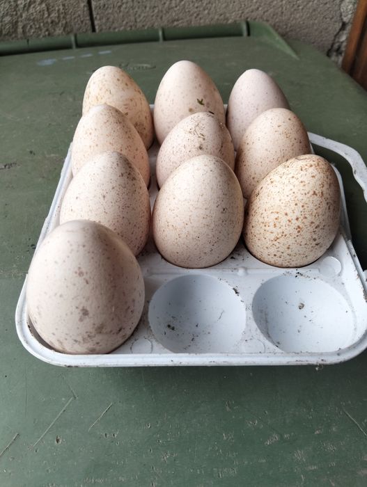 Vendo ovos de perúa caseiros