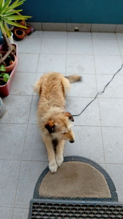 Treino canino GA