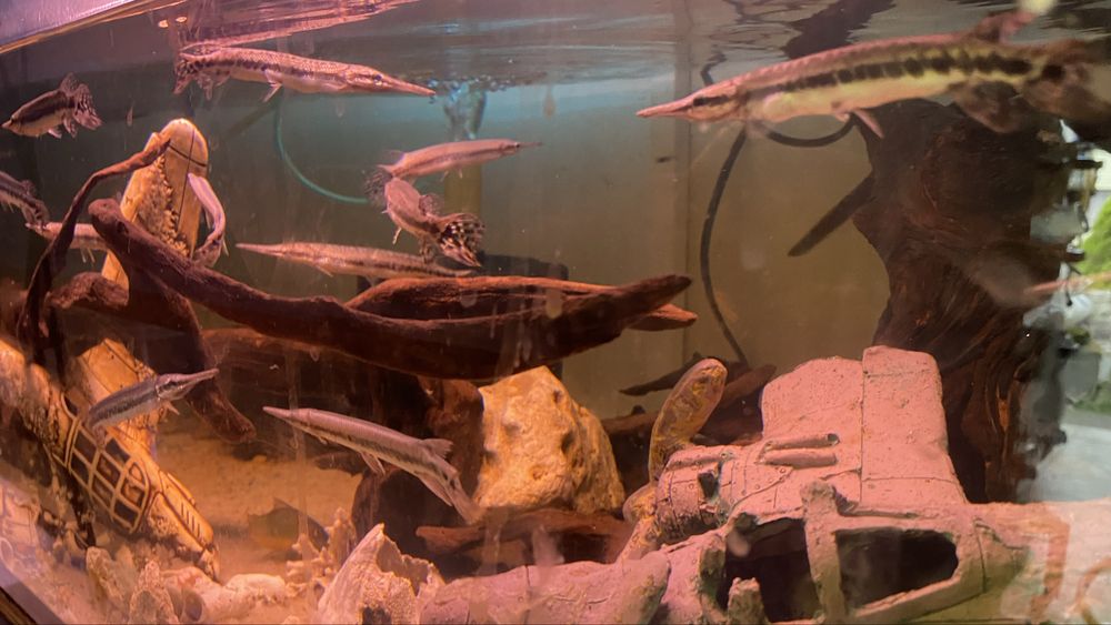 TABU niszczuka  plamista 15cm Warszawa