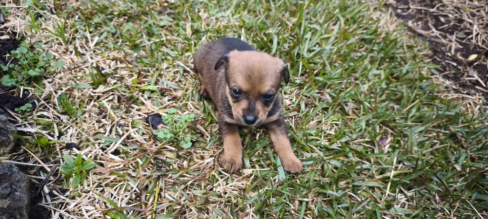 Pinscher pincher miniatura criado em ambiente fami