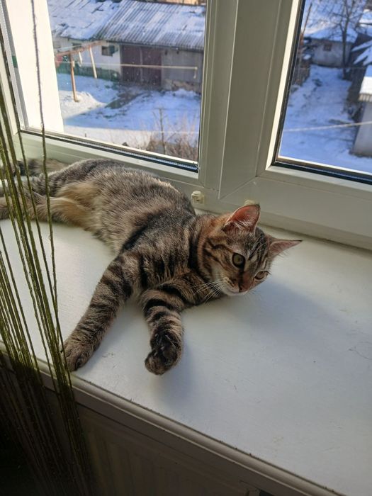 Коти безкоштовно