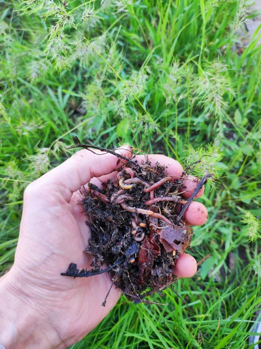 Калифорнийские черви