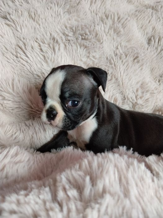 Boston terrier piesek