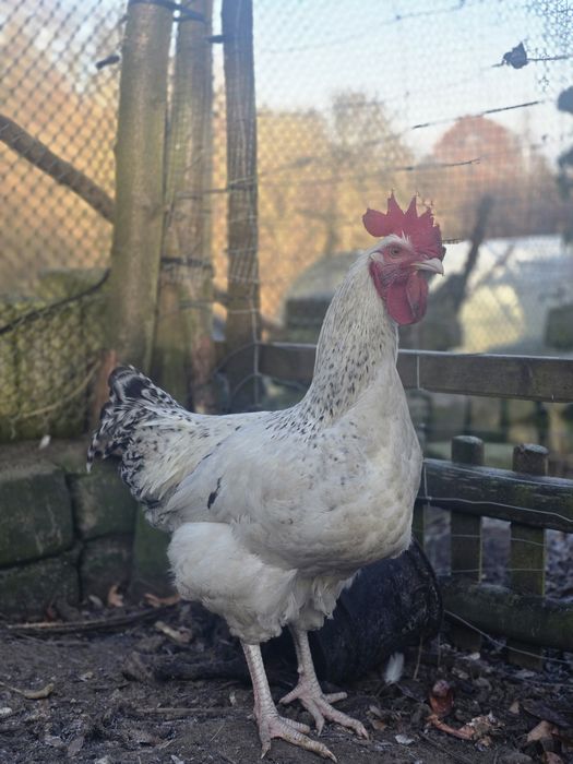 Koguty, kogut na sprzedaż