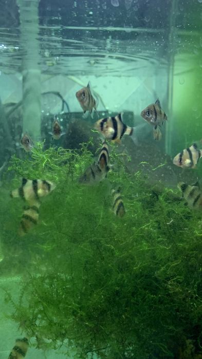 Продам рибки гуппіта барбуси по 1,5см.